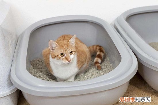 没有猫砂的情况下 猫没猫砂