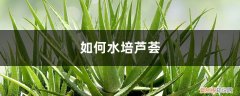 芦荟的养殖方法 水培 如何水培芦荟，后期养护注意什么