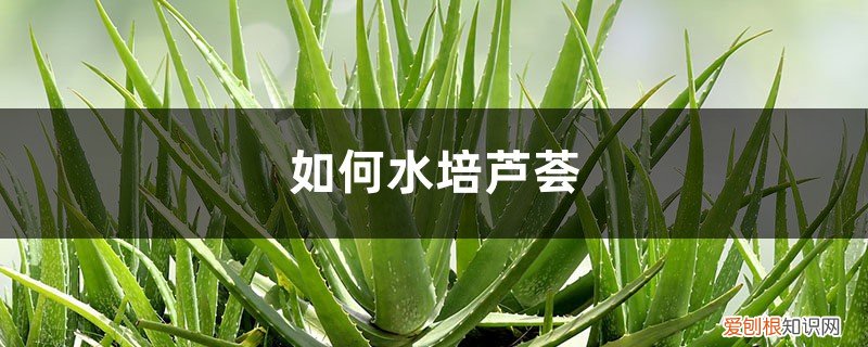 芦荟的养殖方法 水培 如何水培芦荟，后期养护注意什么