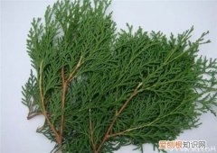 柏树叶的功效及作用如何用柏树叶洗头