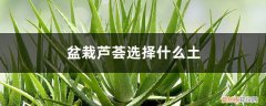 盆栽芦荟用什么土质好 盆栽芦荟选择什么土，如何养护芦荟