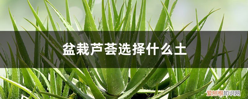 盆栽芦荟用什么土质好 盆栽芦荟选择什么土，如何养护芦荟