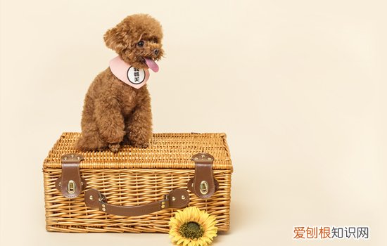 中华田园犬和泰迪哪个聪明 泰迪与中华田园犬谁聪明