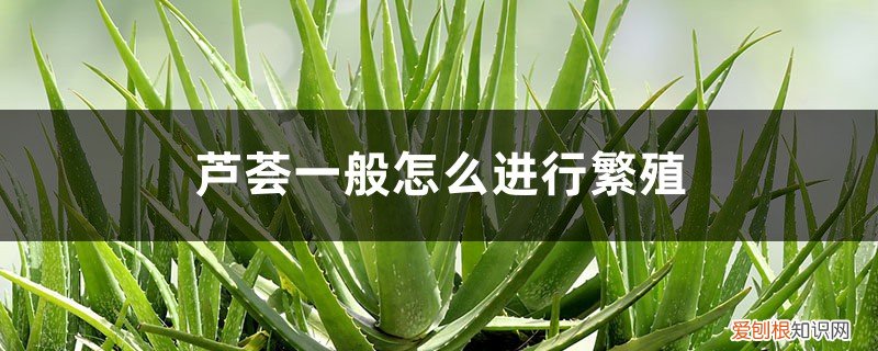 芦荟一般怎么进行繁殖,芦荟好养吗图片 芦荟一般怎么进行繁殖，芦荟好养吗