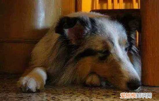 狗怀孕吃鸡骨头没事吧 狗怀孕吃鸡骨头