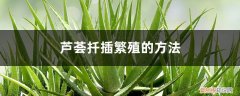 芦荟怎样扦插种养 芦荟扦插繁殖的方法，扦插后如何管理