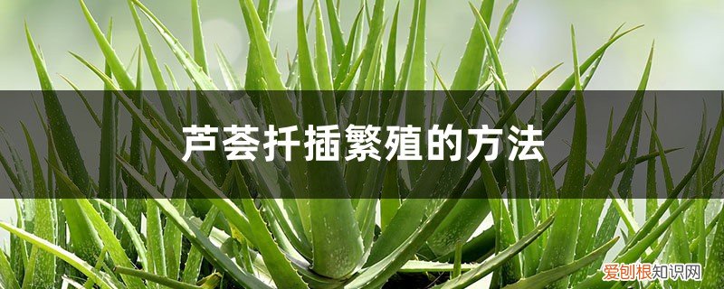 芦荟怎样扦插种养 芦荟扦插繁殖的方法，扦插后如何管理