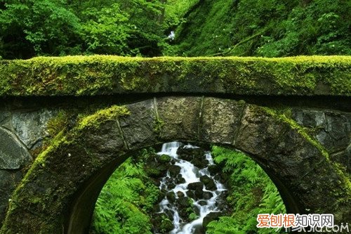 青苔是怎么形成的青苔的危害