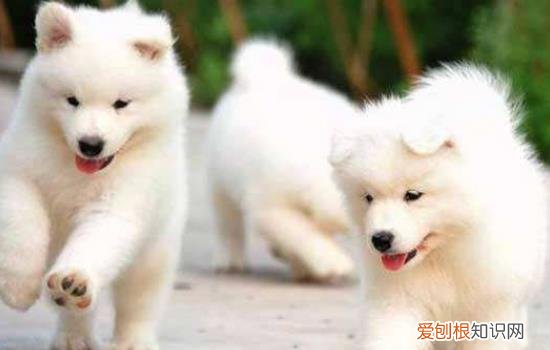 公萨摩耶绝育后几天会缓过来 公萨摩耶绝育后的变化
