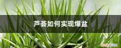 哪种芦荟容易爆盆 芦荟如何实现爆盆，爆盆后能分盆吗