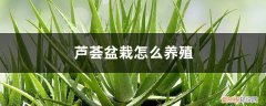 芦荟盆栽怎么养殖,养殖一两年要换盆吗 芦荟盆栽怎么养殖，养殖一两年要换盆吗