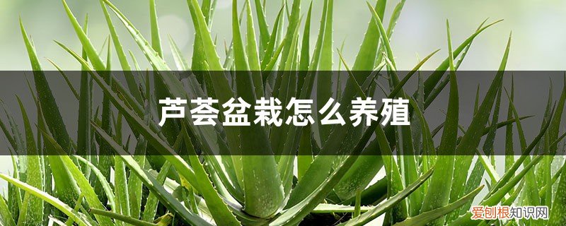 芦荟盆栽怎么养殖,养殖一两年要换盆吗 芦荟盆栽怎么养殖，养殖一两年要换盆吗