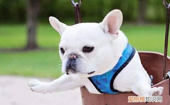 法斗适应新主人的生活吗 法斗适应新主人