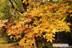 什么是元宝枫 元宝枫有什么功效