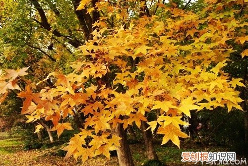 什么是元宝枫 元宝枫有什么功效