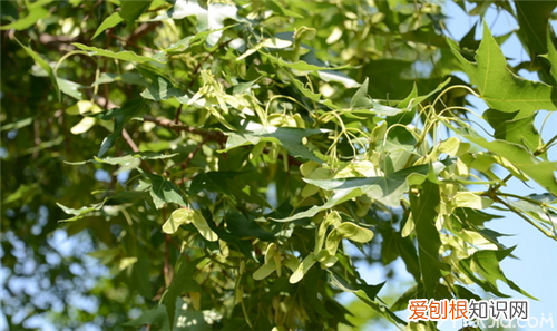 什么是元宝枫 元宝枫有什么功效