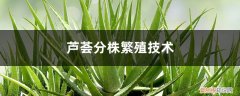 芦荟夏季可以分株吗 芦荟分株繁殖技术，分株的时间