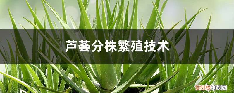 芦荟夏季可以分株吗 芦荟分株繁殖技术，分株的时间