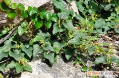 野山药种植技术 野山药生长特性