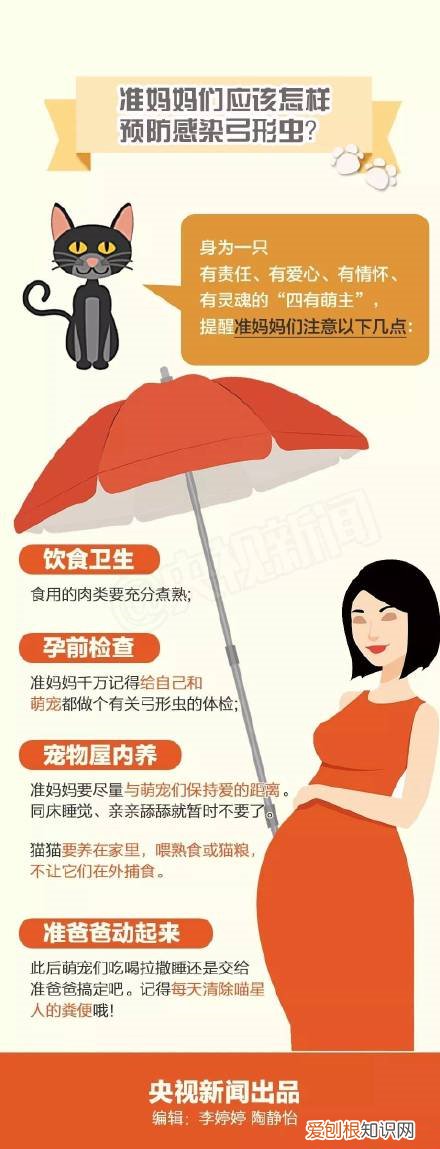 央视辟谣怀孕不能养猫 央视对于怀孕养猫