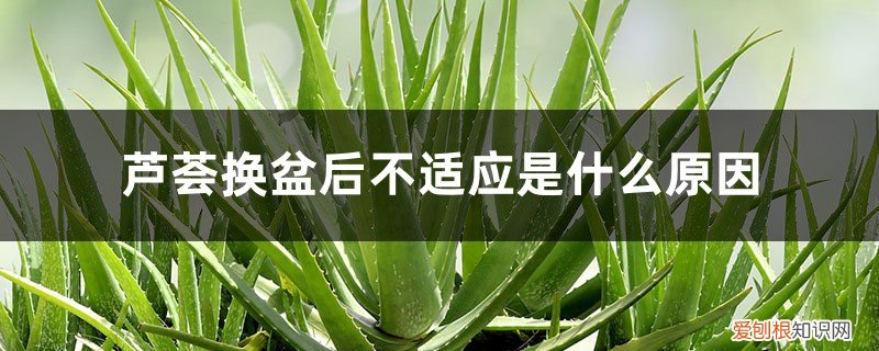 芦荟换盆后不适应是什么原因,怎么办呢 芦荟换盆后不适应是什么原因，怎么办