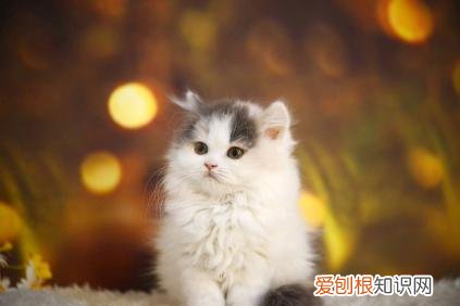 猫咪到新家注意事项和饮食 猫咪到新家注意事项