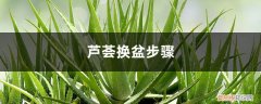 芦荟换盆的正确方法 芦荟换盆步骤，有什么注意事项