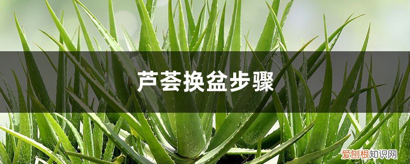 芦荟换盆的正确方法 芦荟换盆步骤，有什么注意事项