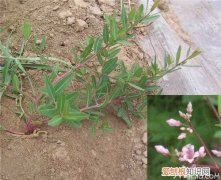 罗布麻的功效与作用 罗布麻如何食用