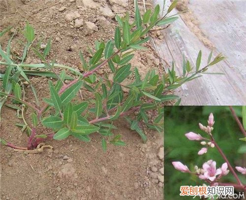 罗布麻的功效与作用 罗布麻如何食用