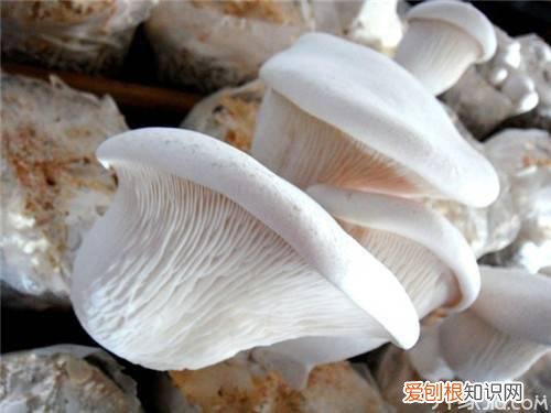 白灵菇图片欣赏 原来白灵菇这么多功效