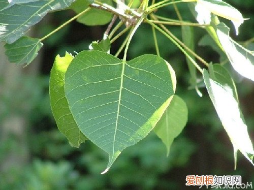 菩提叶的功效与作用 菩提叶的基本介绍