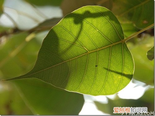 菩提叶的功效与作用 菩提叶的基本介绍