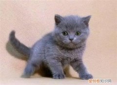 小猫脱肛了怎么办 小猫脱肛