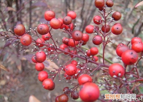 红果的功效与作用大家一起来了解