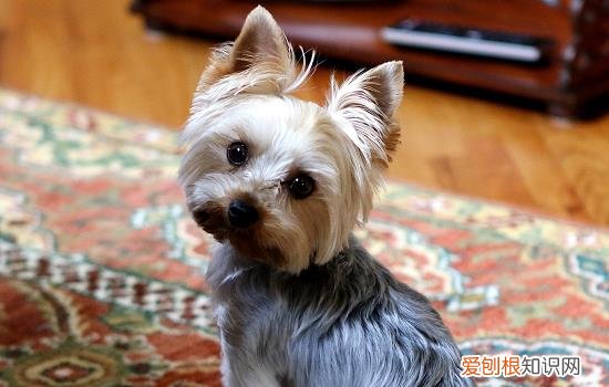 狗狗是怎么来月经的 狗狗例假从哪里流出来