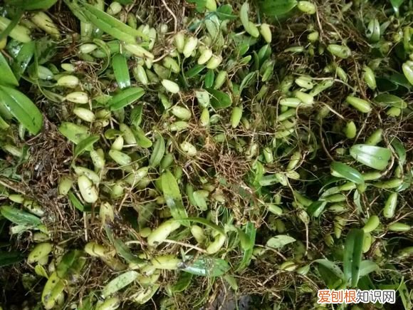 石橄榄怎么种植 石橄榄的作用 石橄榄的禁忌
