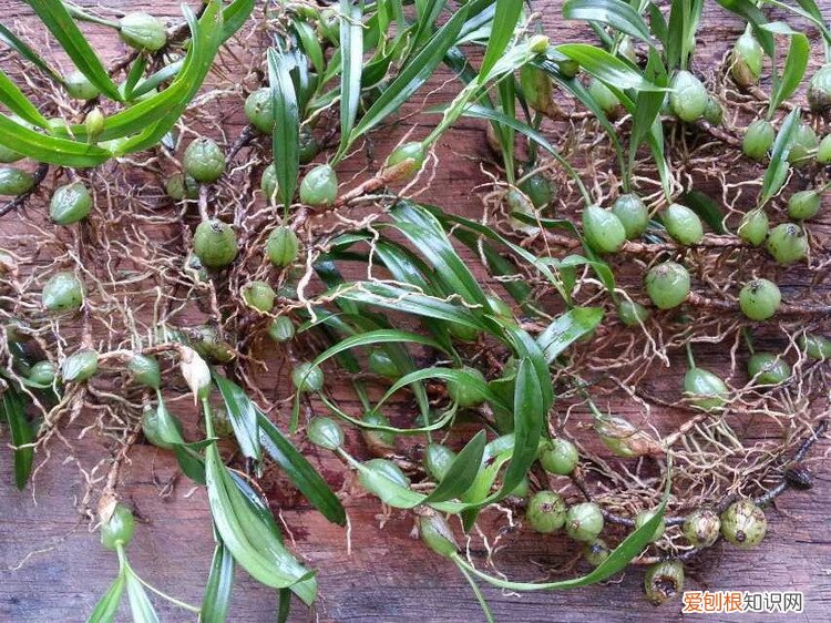 石橄榄怎么种植 石橄榄的作用 石橄榄的禁忌