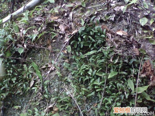 石橄榄怎么种植 石橄榄的作用 石橄榄的禁忌