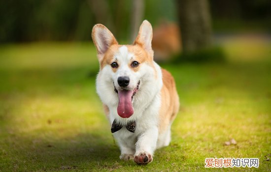 柯基犬夏天掉毛正常吗 柯基夏季大量掉毛正常吗