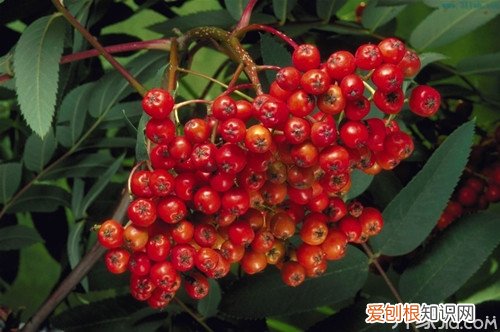 山楂和红果的区别,别再混淆了！，山楂 红果 区别