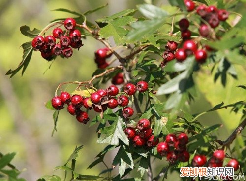 山楂和红果的区别,别再混淆了！，山楂 红果 区别