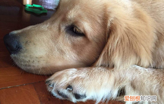 狗狗一直吐黄水不吃东西怎么办可以给他灌水嘛 狗狗一直吐黄水不吃东西怎么办