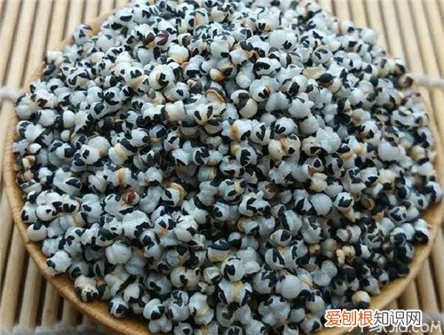 王不留行的功效作用王不留行怎么吃下奶