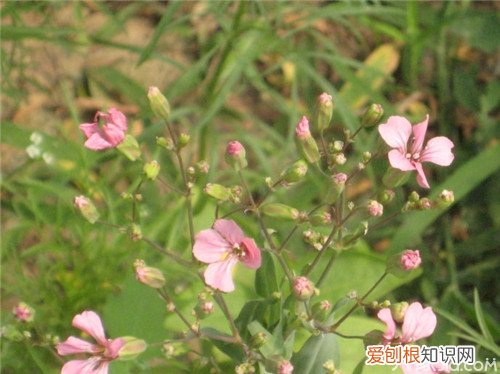 王不留行的功效作用王不留行怎么吃下奶