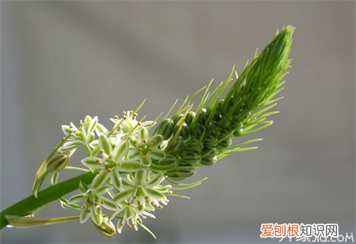 万年青花养殖 教你如何养万年青