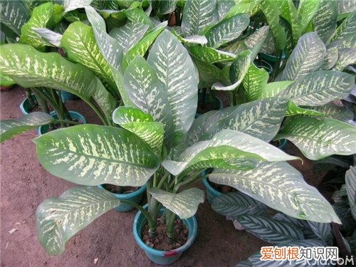 万年青花养殖 教你如何养万年青
