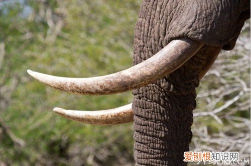 象牙果和象牙的区别象牙果雕刻如何养护