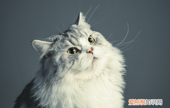 换猫粮拉稀怎么办 换猫粮拉稀怎么处理