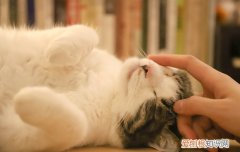 猫咪贫血严重会怎么样 猫咪贫血